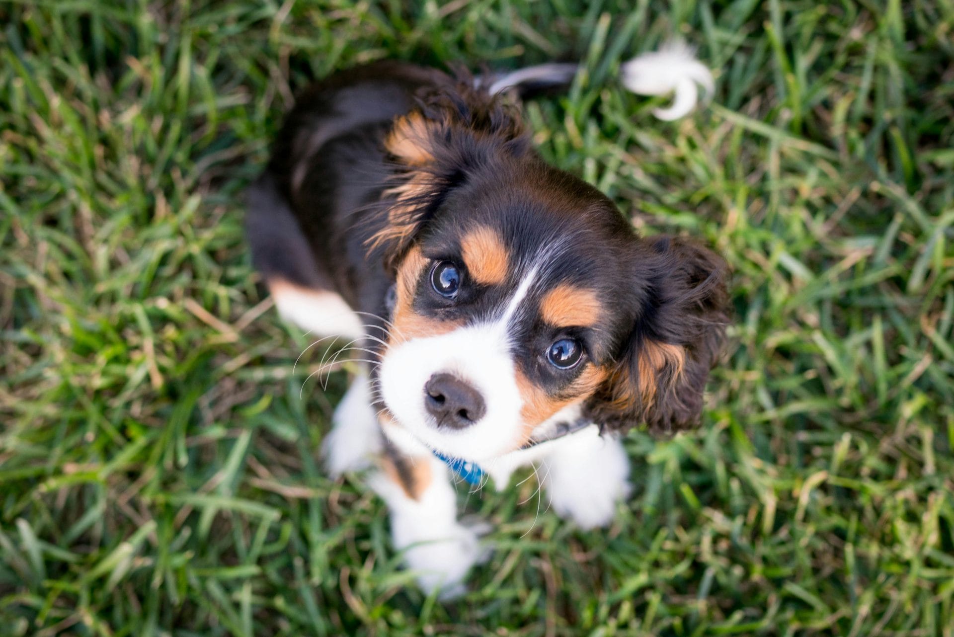 Woodchurch Puppy Picture