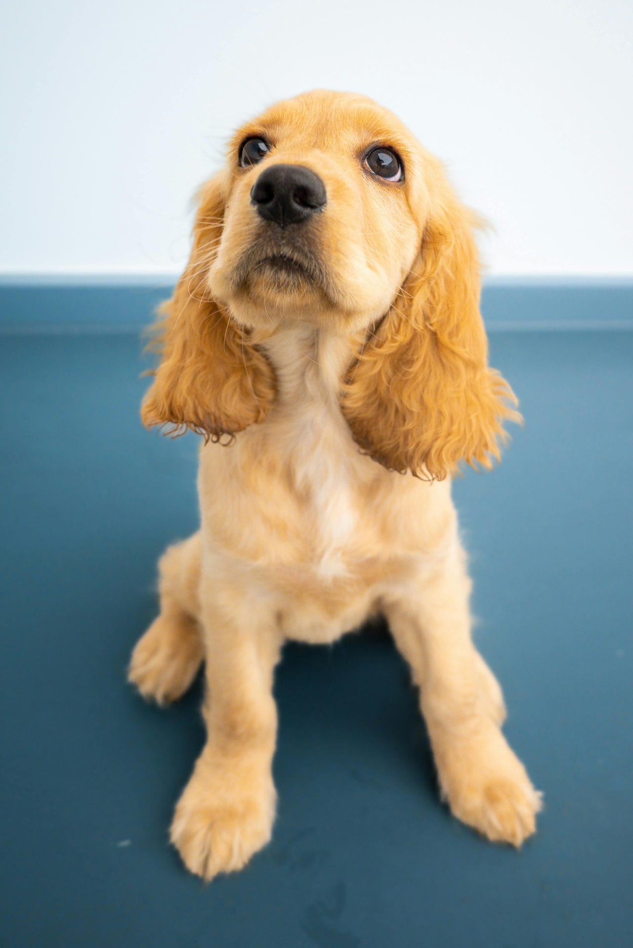 Cocker Spaniel Puppy - Pixel